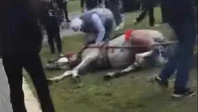 Böyle canilik görülmedi: Atını sopa ve tekmeyle bayılttı