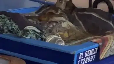 Aç kalan anne su samuru ve yavruları Gemlik’te tekneye sığındı