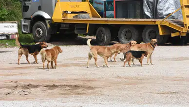 Belediyelere 'sokak köpeklerini toplayın' talimatı