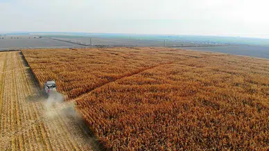 Mısır ithalatında 3 milyon tonluk tarife kontenjanı açıldı