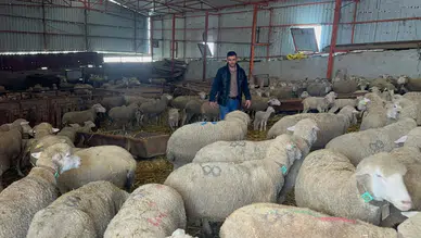 Konyalı üreticiler en çok bu koyun türünü tercih ediyor