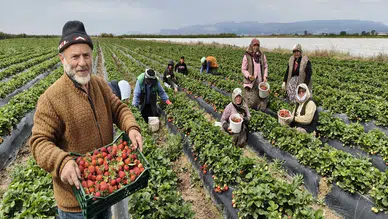 Türkiye'de tüketici yiyemiyor: Dubai ve Katar'a gidiyor