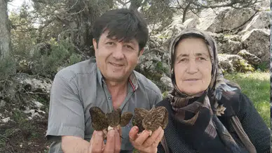 Konya'nın lezzetli mantarında hasat vakti: Kuzugöbeği için sahadalar