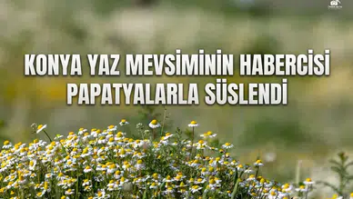 Konya yaz mevsiminin habercisi papatyalarla süslendi