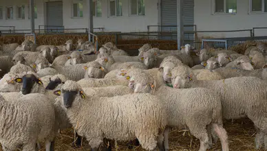 Kırmızı et açığını kapatacak çalışma: Koyunlara suni tohumlama yapılacak