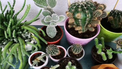 Kaktüs büyümüyor ve soluyor mu? İşte kaktüsün çok daha hızlı büyümesi için bakım önerisi