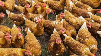 Tavukların içindeki yavru kedi nerede? Zeki olanlar 10 saniyede cevabı bulabiliyor
