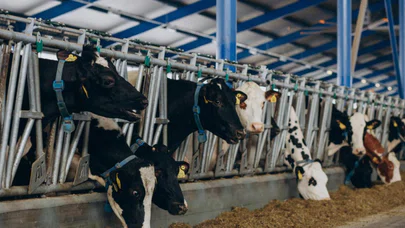 Kurban seçerken nelere dikkat etmeli? İşte sağlıklı kurbanlığın özellikleri