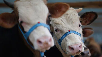 Kimler kurban kesebilir? Vekaletle kurban nasıl kesilir? Uzmanı açıkladı