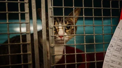 Türkiye'de mümkün mü? Hayvanlara eziyet edenlere psiko-muayene