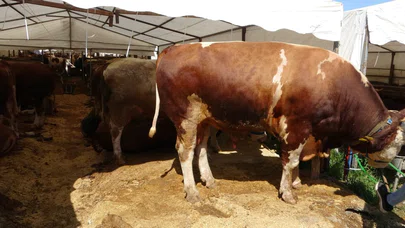 Fiyatları dudak uçuklatıyor: Kurban Pazarı'nda Şampiyon ve İmparator