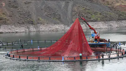 Denizi yok ama: 500 ton üretiliyor