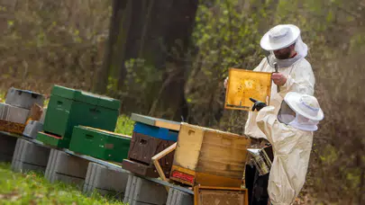 Sahte bala önlem: Artık herkes arıcılık yapamayacak