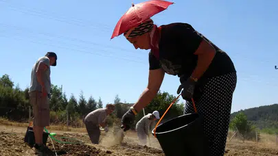 "Dünyanın en pahalı" baharatının kilosu servet değerinde