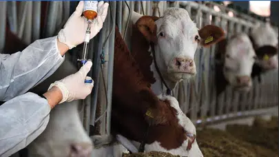 Ete zam mı gelecek? Pazarlar ne zaman açılacak? Şap tehdidi sürüyor