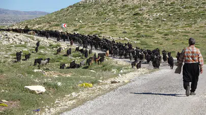 Konya'nın yaylalarında bahar başladı: Keçiler Mersin'den akın akın geliyor