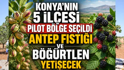 Konya'nın 5 ilçesi pilot bölge seçildi: Antep Fıstığı ve Böğürtlen yetişecek