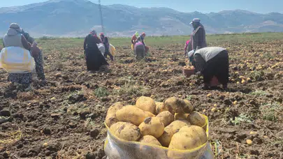 Patates fiyatlarını düşürecek hamle başladı: Hasat sürüyor
