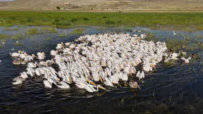Konya’da pelikanların beslenme anı objektiflere yansıdı