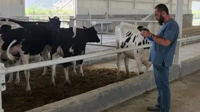 Konya ithal büyükbaş merkezi mi oldu: 2026’da 500 bin büyükbaş ithal edilecek