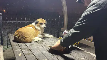 Kamelyaya sığınmıştı: Gazetecilerden duyarlı davranış