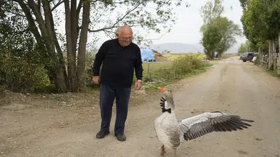 İsmail dedeyi anne babası belledi: Sürüye alınmadı