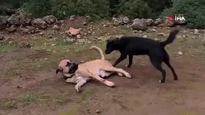 Bu köpeği canlı bulana 100 bin, ölü bulana 10 bin TL ödül