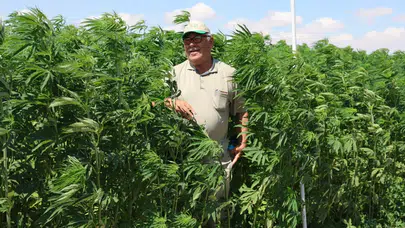 Konya o listede: Kenevir üretiminde kota dönemi