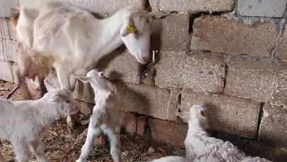 Süt rekortmeni Saanen keçiden dördüz doğum