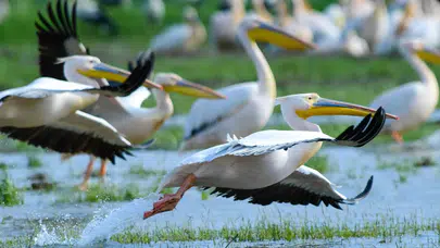 Göç yolunda pelikan güzelliği: Büyüleyici manzara böyle görüntülendi