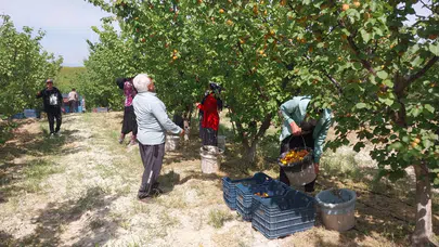 Turfanda kayısı hasadı başladı: Beklentiler yüksek