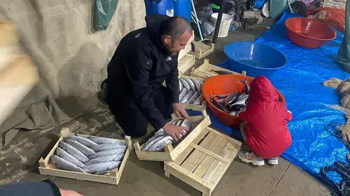 Deniz cömert davrandı: Binlerce palamut ağlarda