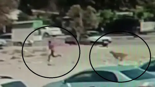 Sahipsiz köpekler çocuğa dehşeti yaşattı: Korkunç görüntü