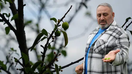 Sera etkisi mi: Erik ağacı ikinci kez çiçek açıp meyve verdi