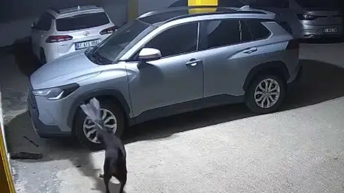 İlginç olay: Köpekler koca arabayı böyle parçaladı