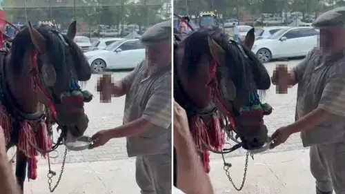 Düğüne katılan ata bira verdiler: Alkolik at tepki çekti