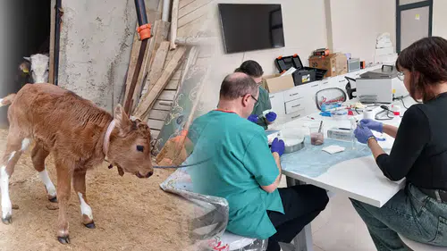 Aksaray'dan Konya'ya uzanan tarihi deney: Dünyada bir ilk gerçekleşti