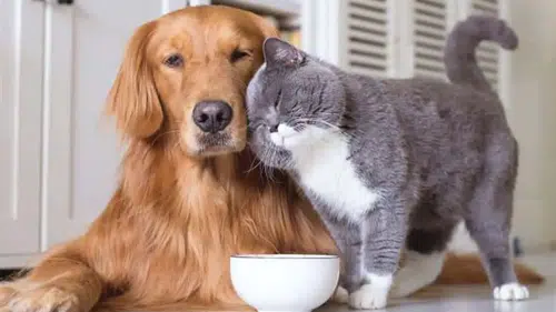 Her beş evden birinde kedi veya köpek var: Sitelerde "evcil hayvan" krizi