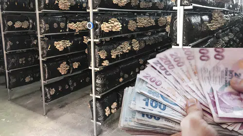 Üretimi Konya'ya yayıldı: Kilosu 200 TL herkes para kazanıyor