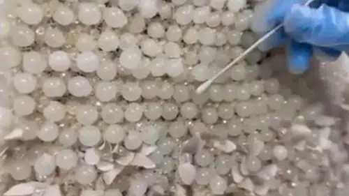 Jandarma şoka girdi: Gelinliğe boncukla işlenmiş 25 kilogram uyuşturucu