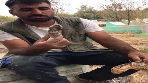 Mezarlıklarda çıkanlar insanları ürkütüyor