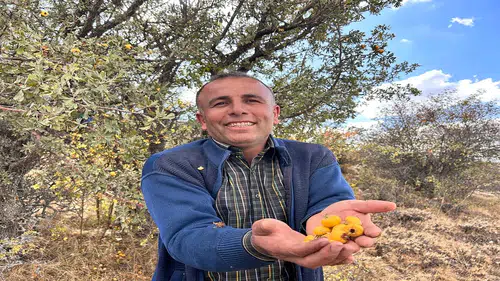 Çok insan bilmez o şehrin dağlarında yetişen şifayı: "Alıç meyvesi hasadı başladı"