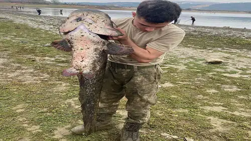 Tepkiler yükseliyor: Baraj kuruyunca dev balık avına çıktılar