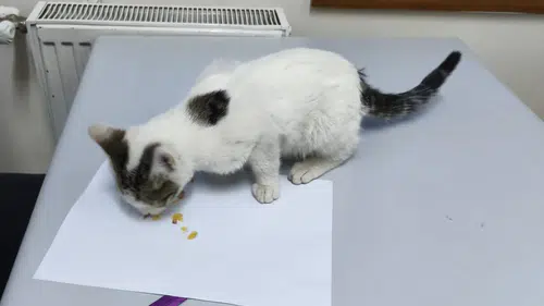Konya'da kediye şiddet uygulayan cani yakalandı