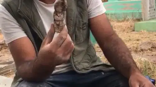 Mezarlıklarda çıkanlar insanları ürkütüyor