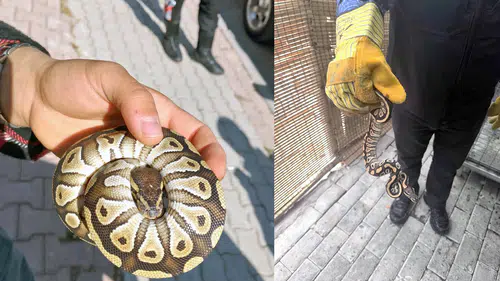 Konya'da akıl almaz olay! Cebinde piton yılanıyla geziyormuş