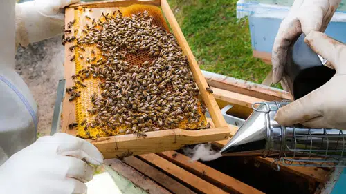 Propolis'i biliyor muydunuz? Binlerce yıllık gizli hazine ve şifa kaynağı
