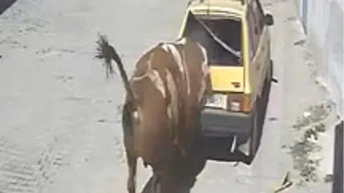 Burası İspanya değil: Ahırdan kaçan kızgın boğa otomobili adeta parçaladı