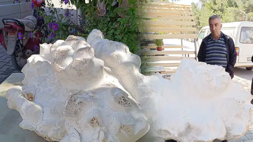 Konya'da ortaya çıktı! Devasa mantarı görenler şaşırdı