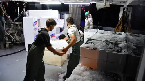 Bu yıl Hamsi sezonu erken açıldı